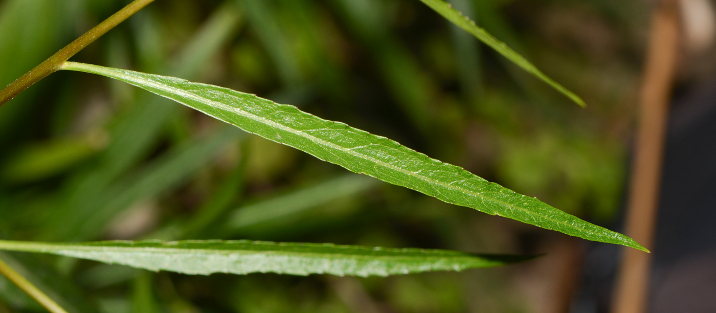 Image of Lobelia laxiflora specimen.