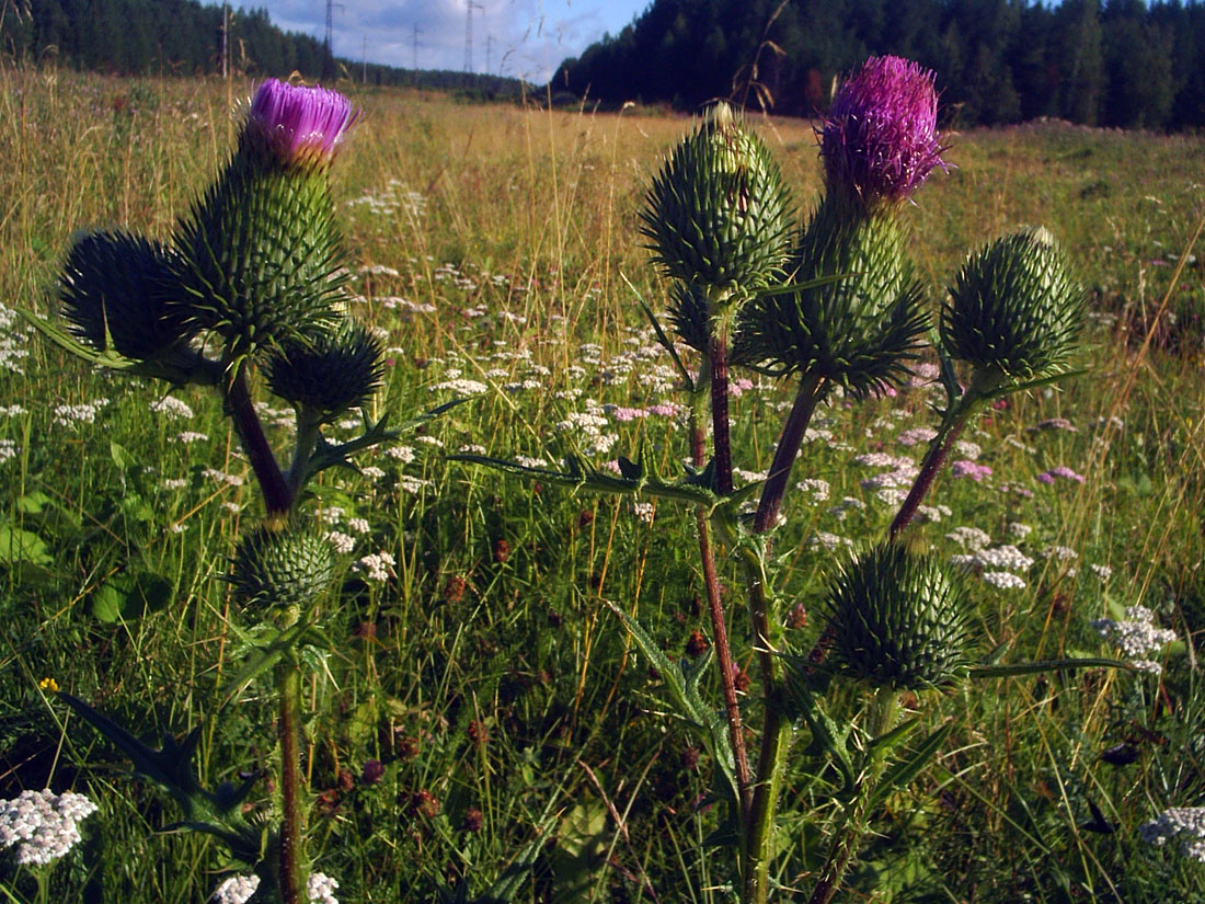 Image of Cirsium vulgare specimen.