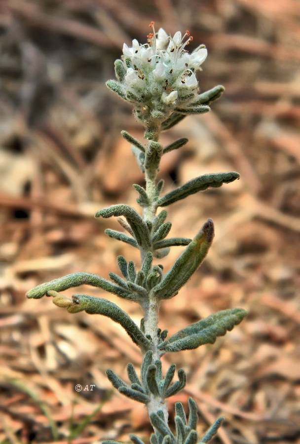 Изображение особи род Teucrium.