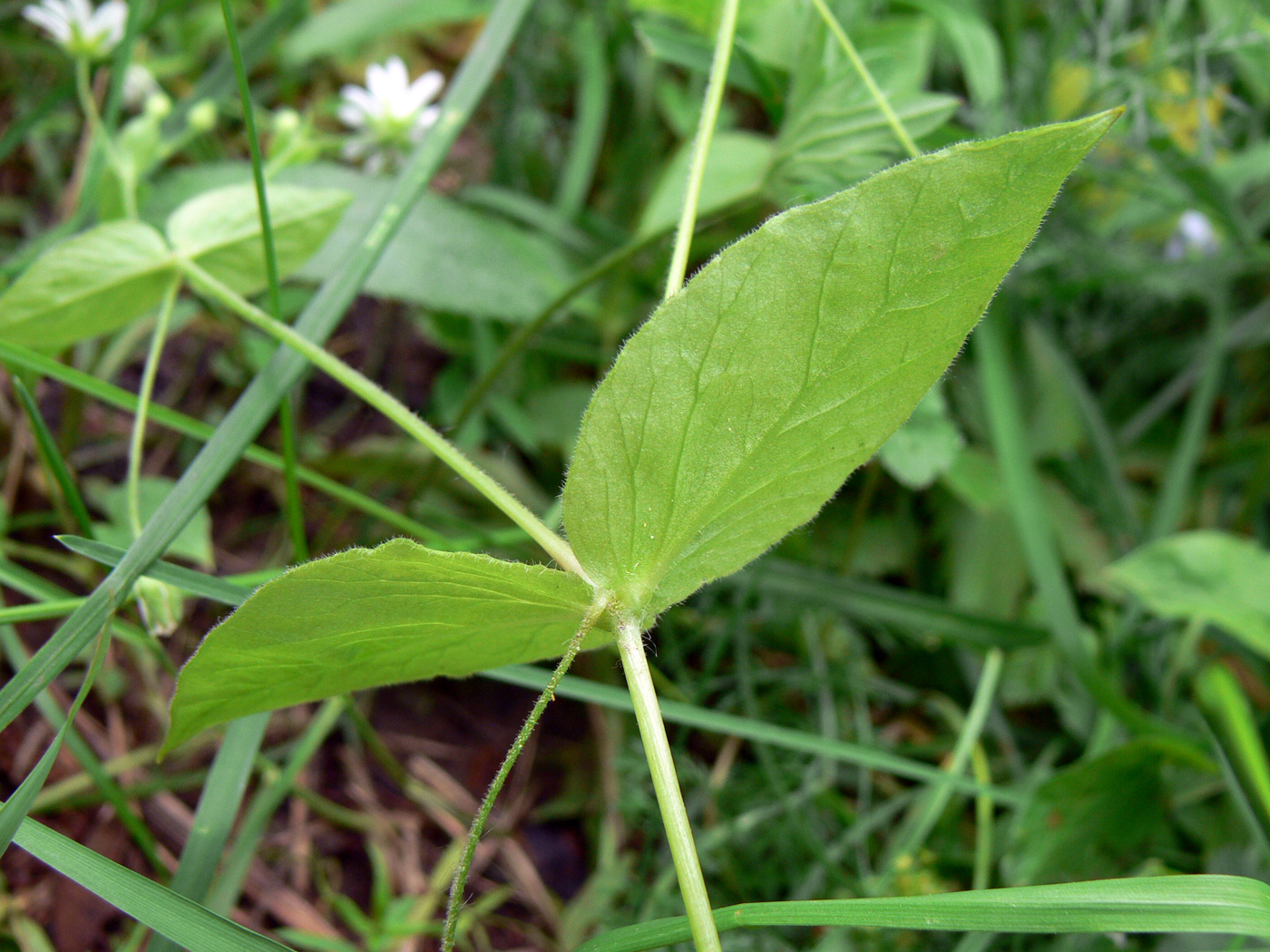 Изображение особи Stellaria bungeana.