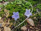 Campanula lasiocarpa. Цветущие растения (на переднем плане - побеги Cassiope, на заднем - Empetrum). Камчатский край, Алеутский р-н, о-в Медный, седловина на восточном склоне горы Сенькина, щебнистая тундра. 19.08.2017.