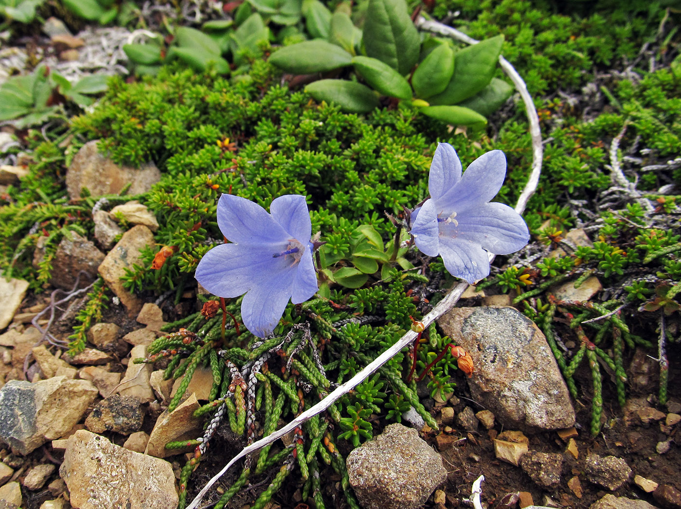 Image of Campanula lasiocarpa specimen.