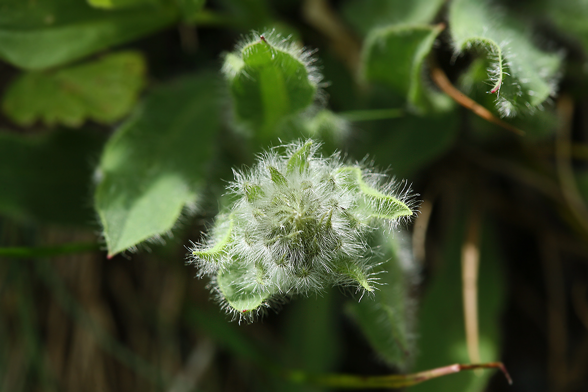 Изображение особи Hieracium villosum.