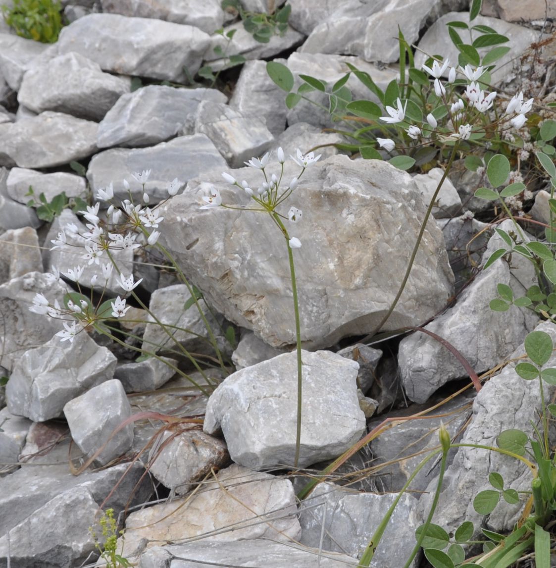 Image of Allium subhirsutum specimen.