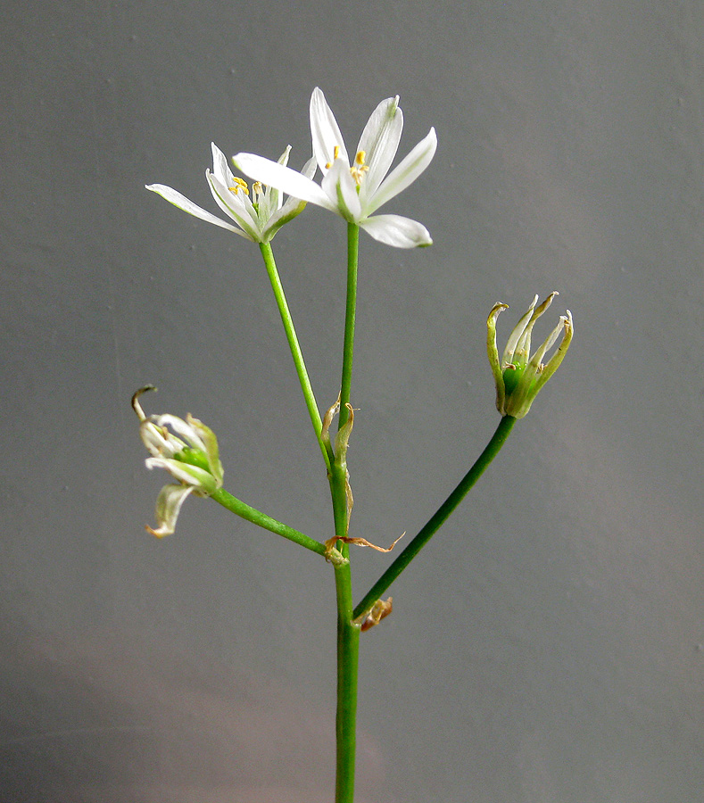 Image of Ornithogalum kochii specimen.