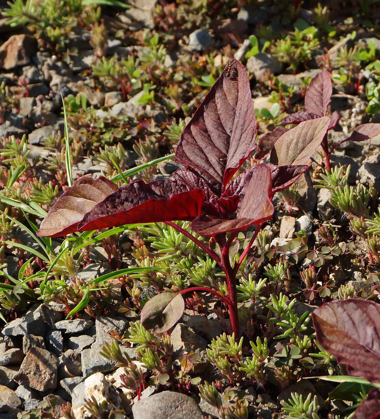 Image of Amaranthus hypochondriacus specimen.