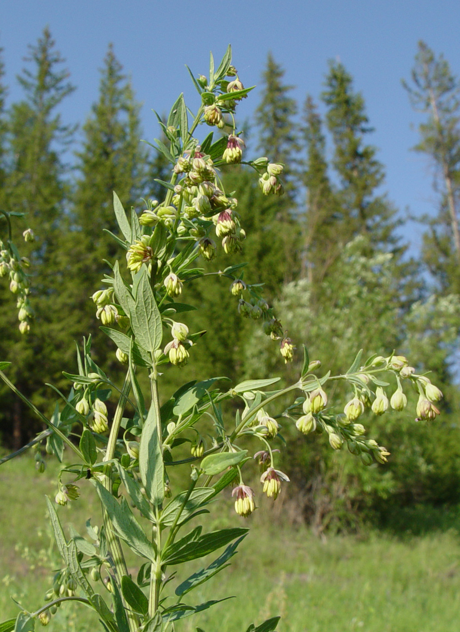 Image of Thalictrum simplex specimen.