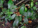 Sonerila begoniifolia. Цветущее растение. Малайзия, Камеронское нагорье, ≈ 1500 м н.у.м., влажный тропический лес. 03.05.2017.