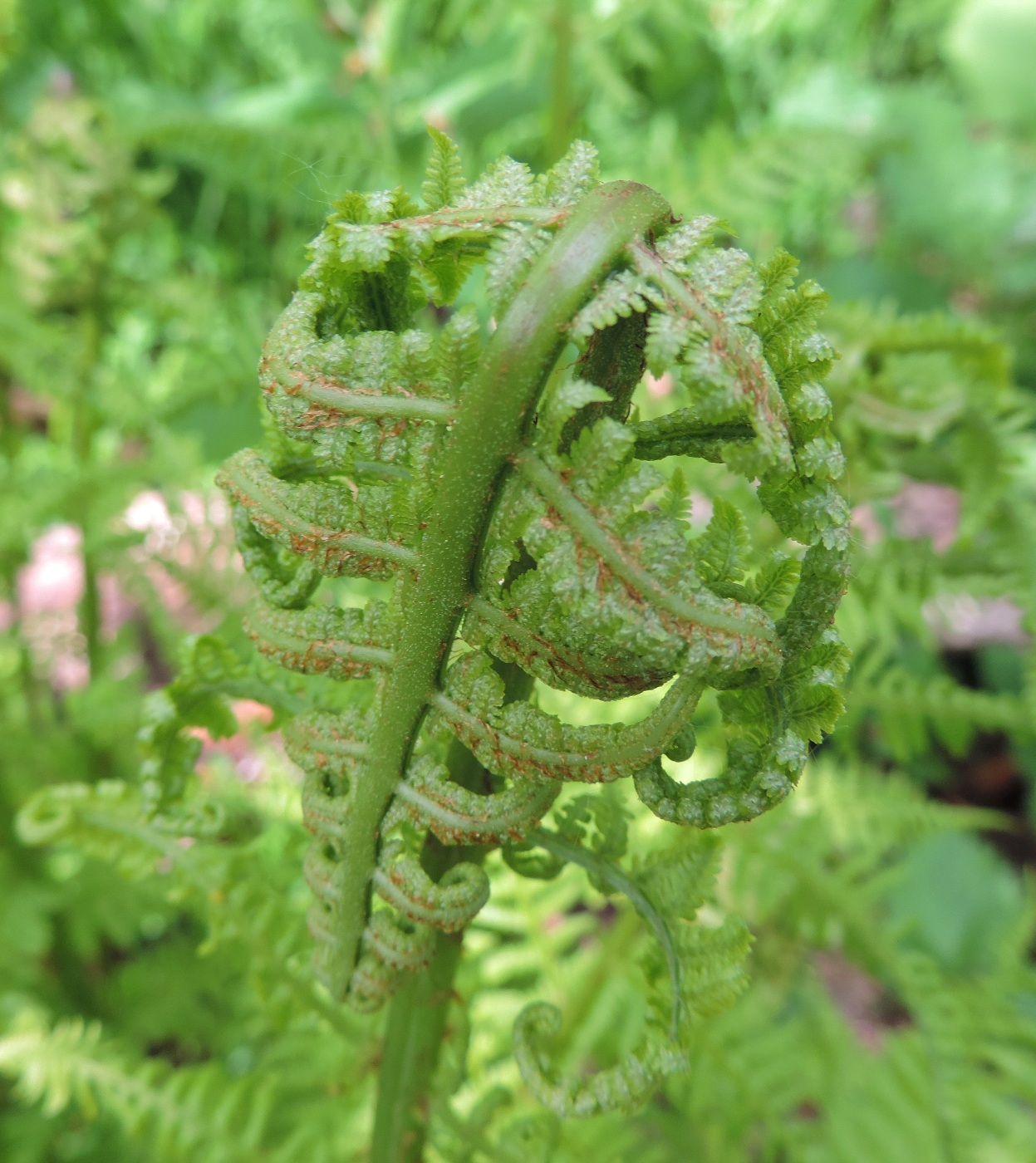 Image of genus Dryopteris specimen.