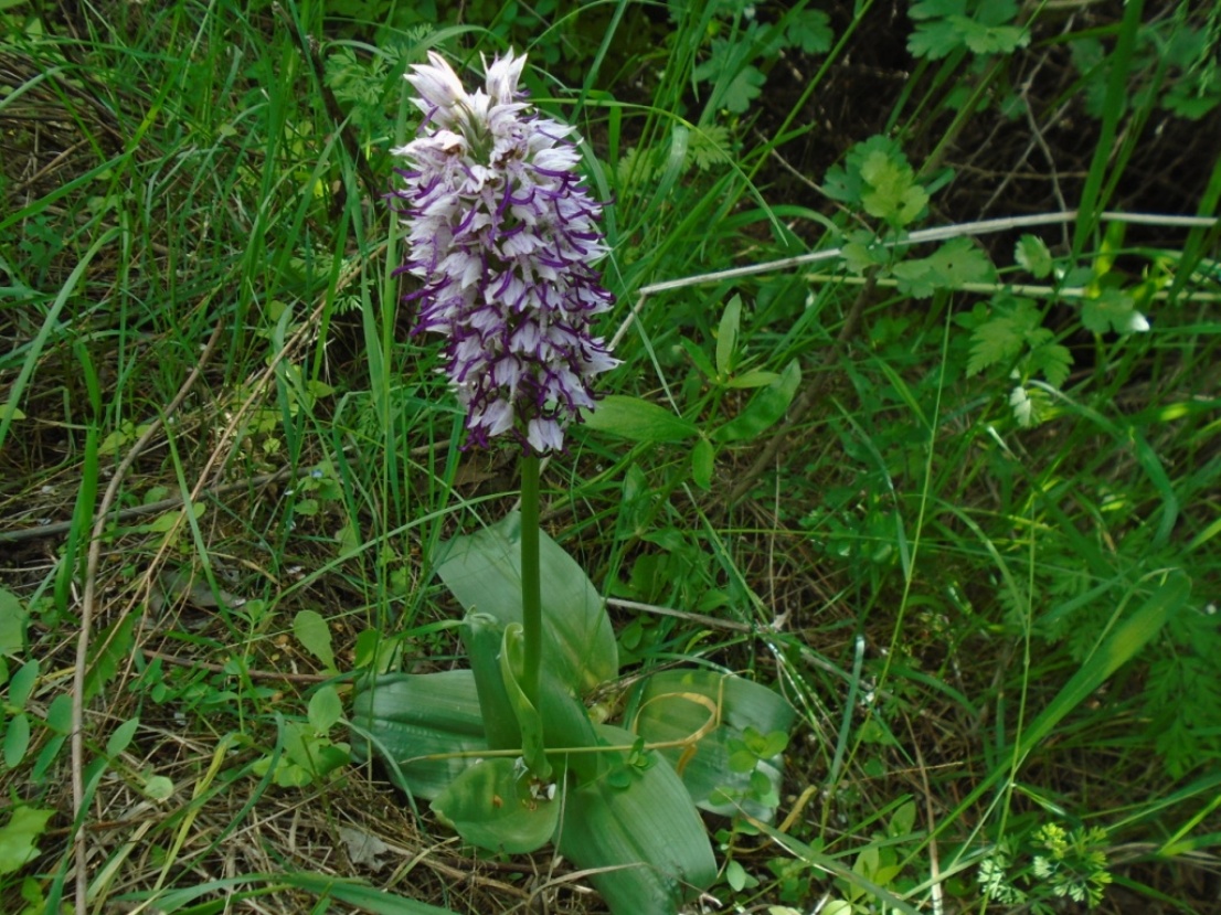 Изображение особи Orchis simia.