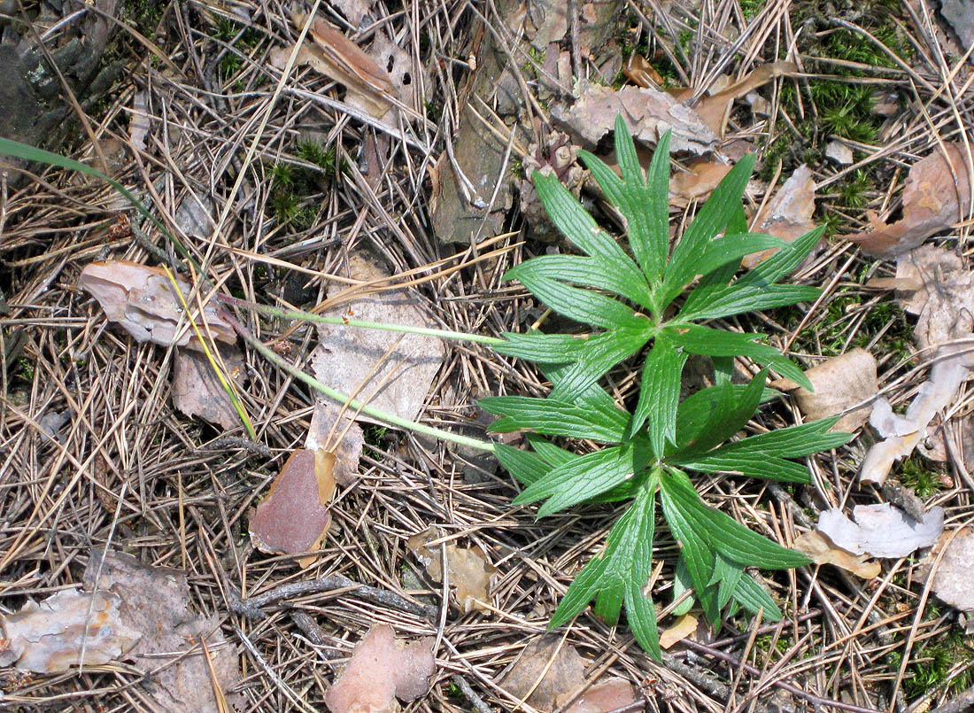 Image of Pulsatilla patens specimen.