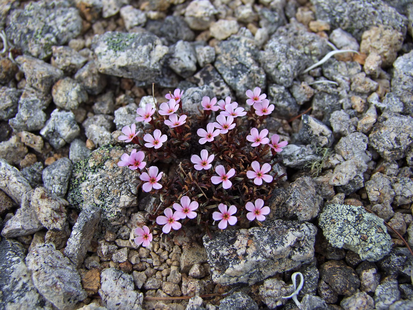 Image of Douglasia ochotensis specimen.