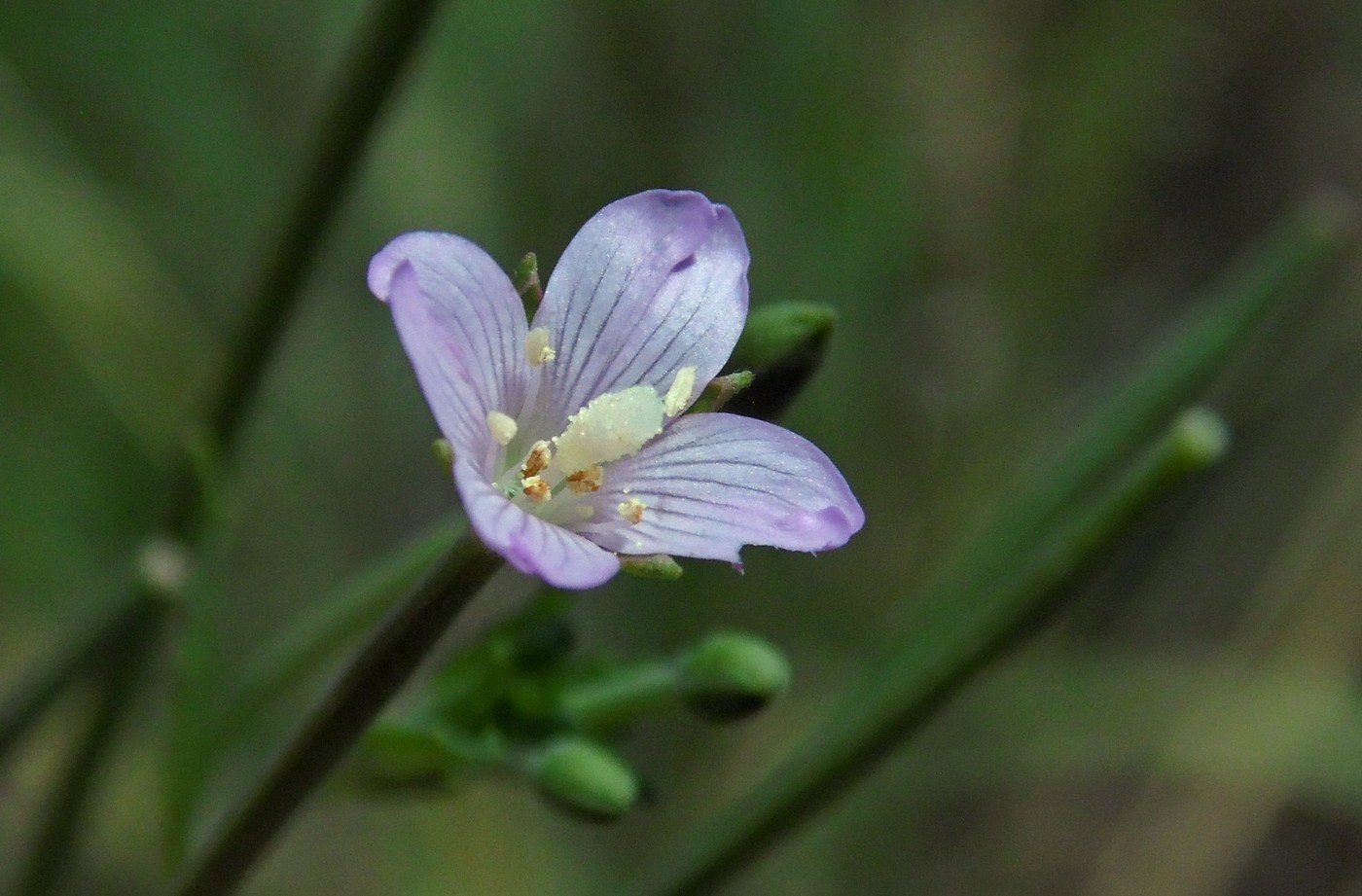 Image of Epilobium tetragonum specimen.