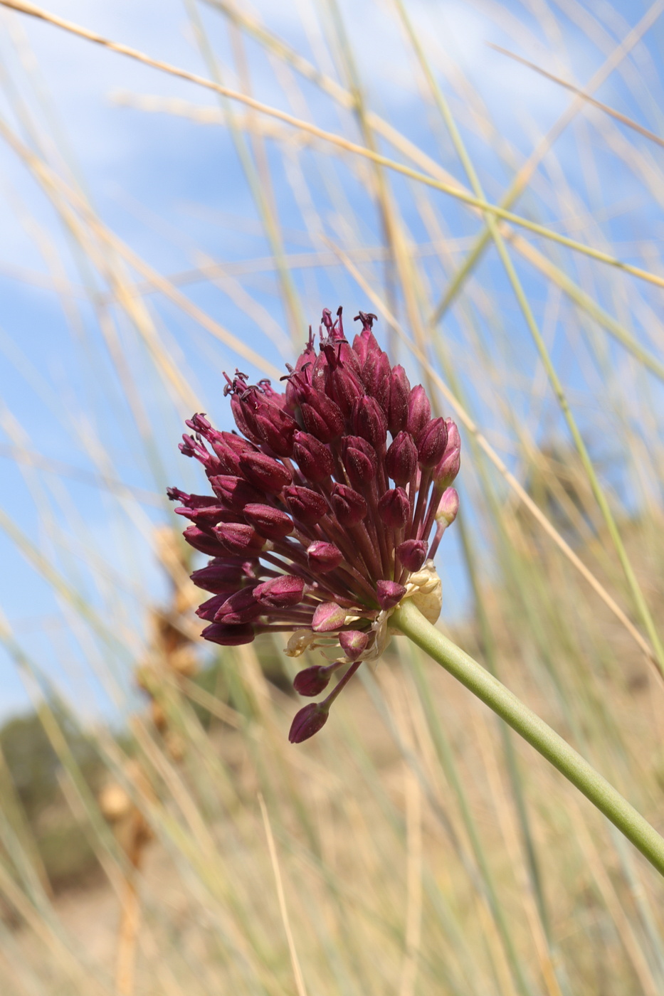 Изображение особи Allium sphaerocephalon.