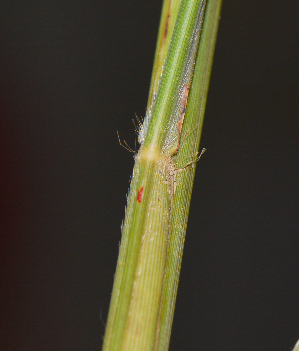 Image of genus Miscanthus specimen.