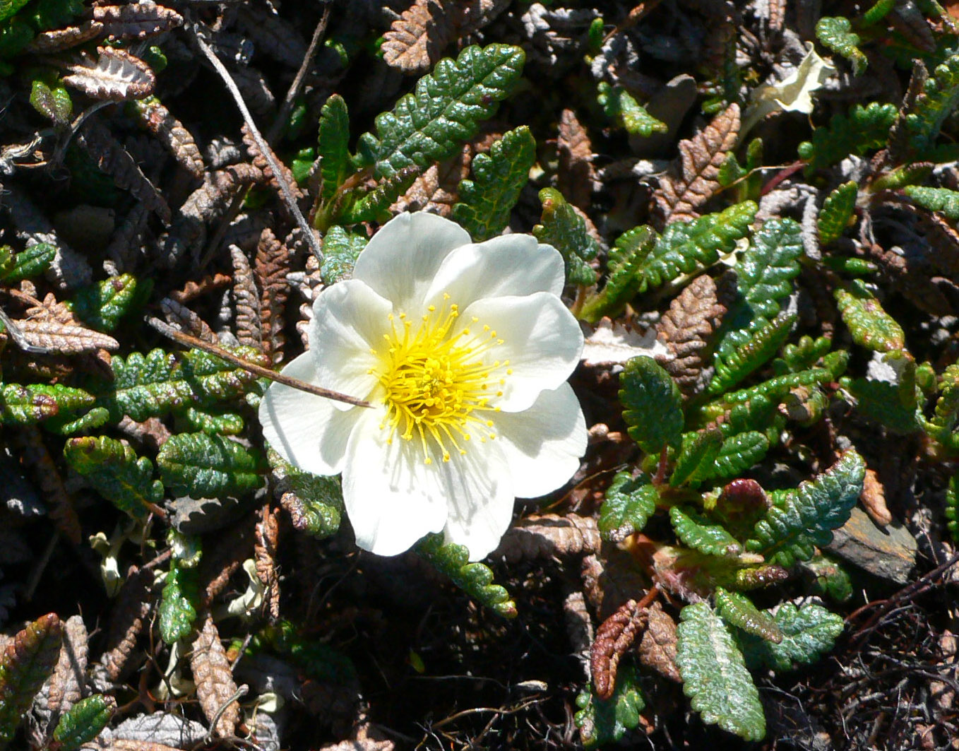 Изображение особи Dryas punctata.