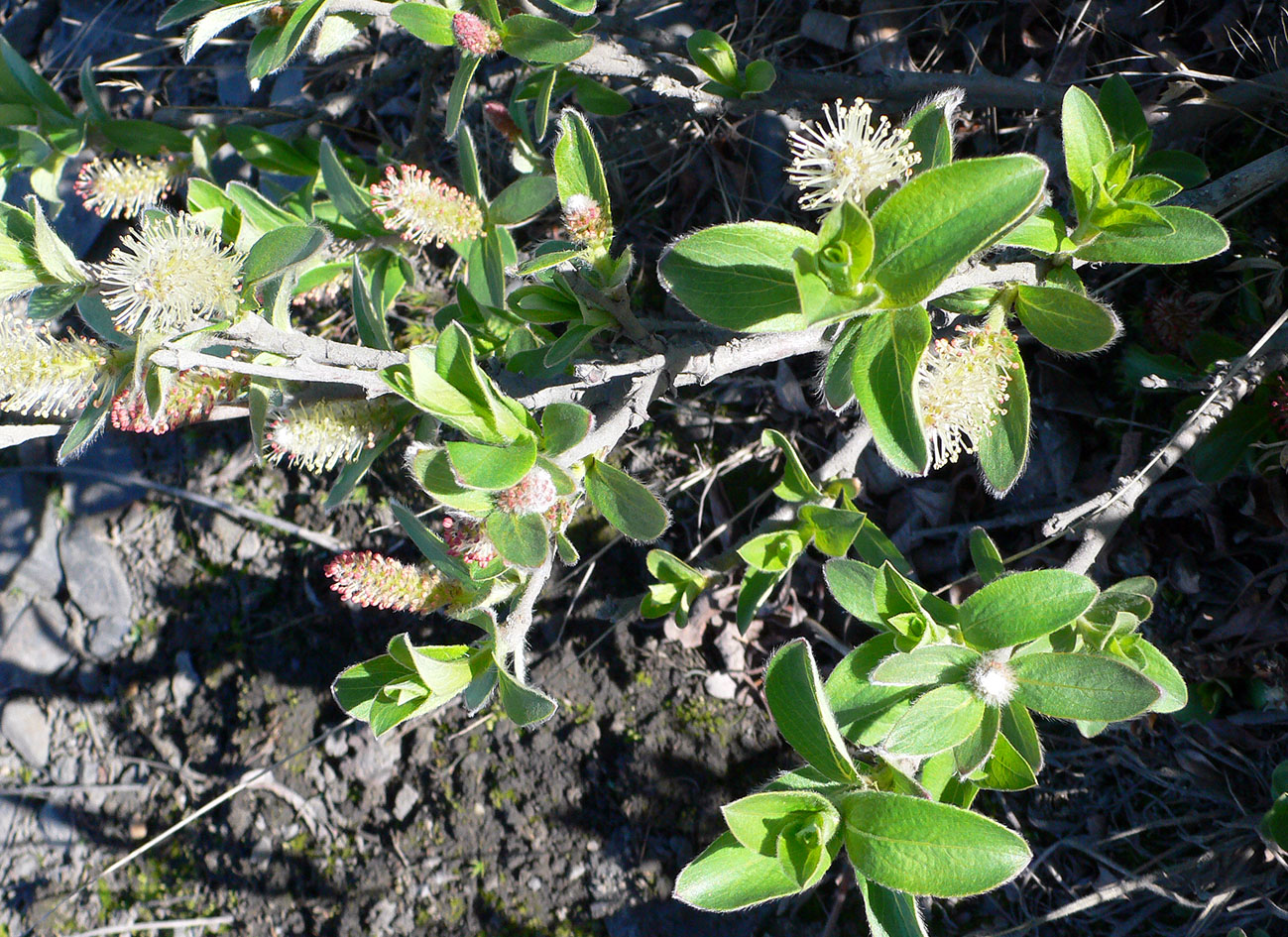 Image of genus Salix specimen.