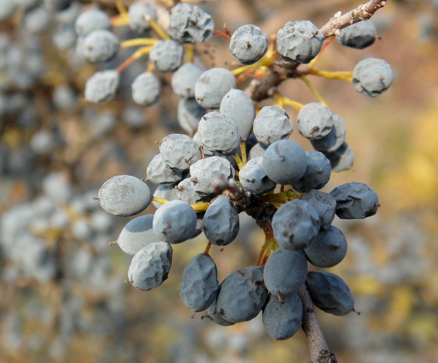 Image of Forestiera pubescens var. parvifolia specimen.