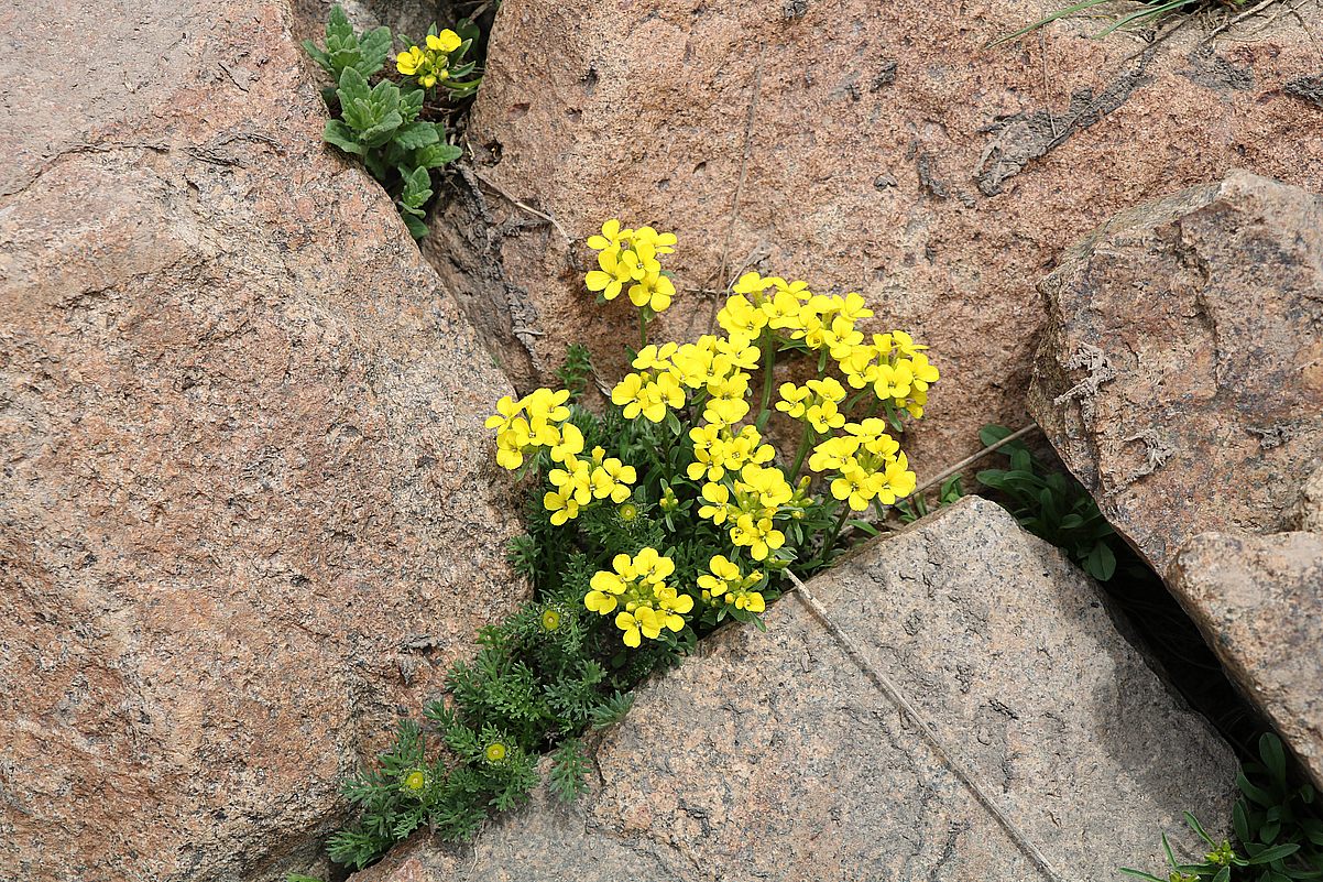 Image of genus Erysimum specimen.