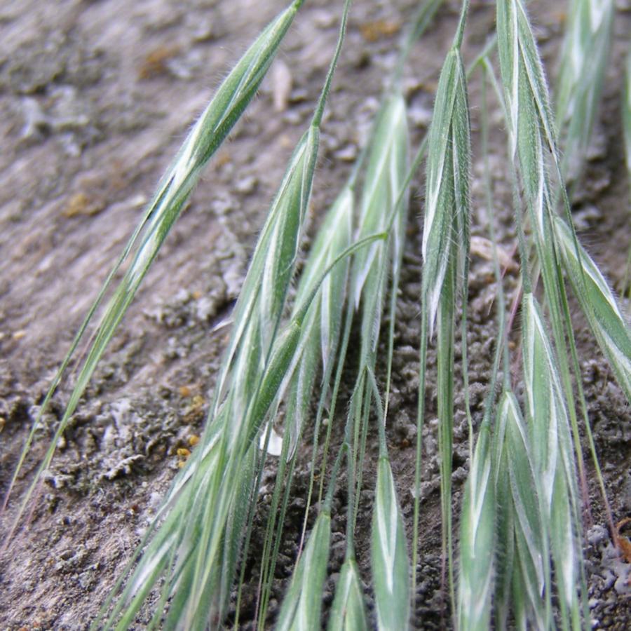 Image of Anisantha tectorum specimen.