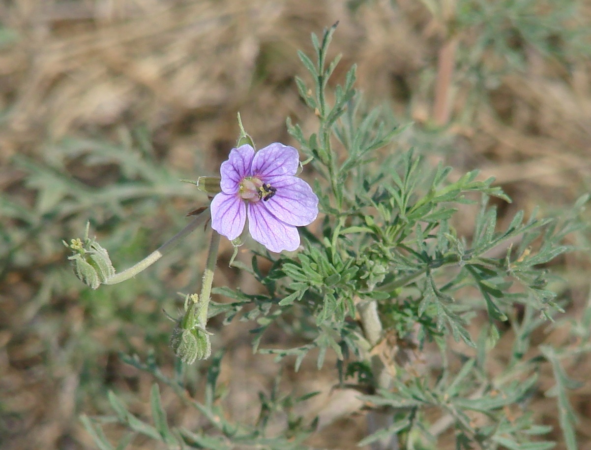 Изображение особи Erodium stephanianum.