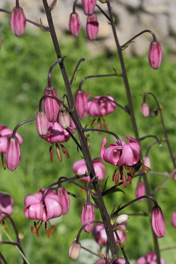 Image of Lilium martagon specimen.