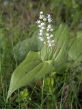 Maianthemum bifolium