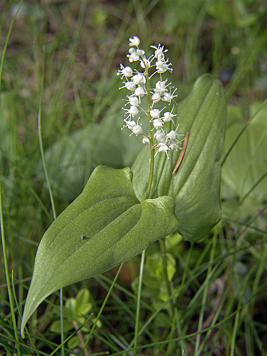 Изображение особи Maianthemum bifolium.