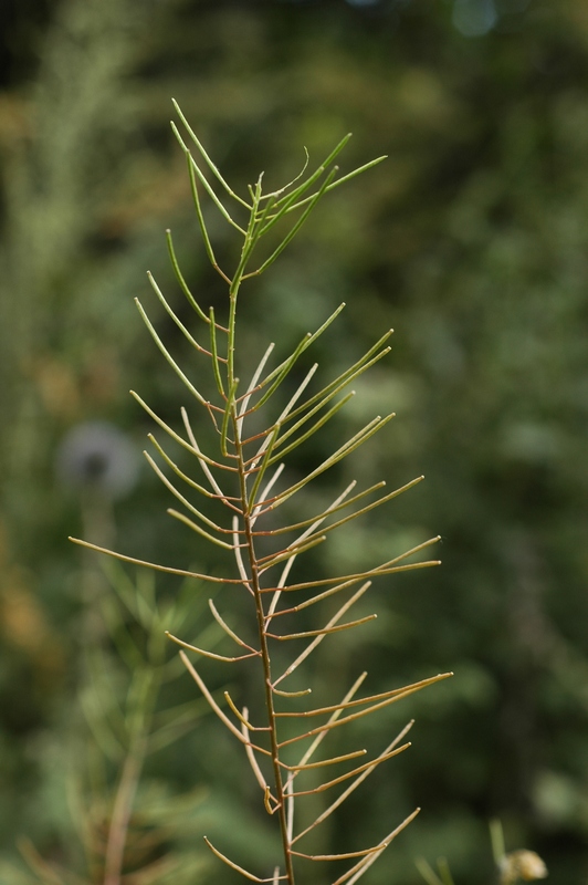 Изображение особи Sisymbrium loeselii.