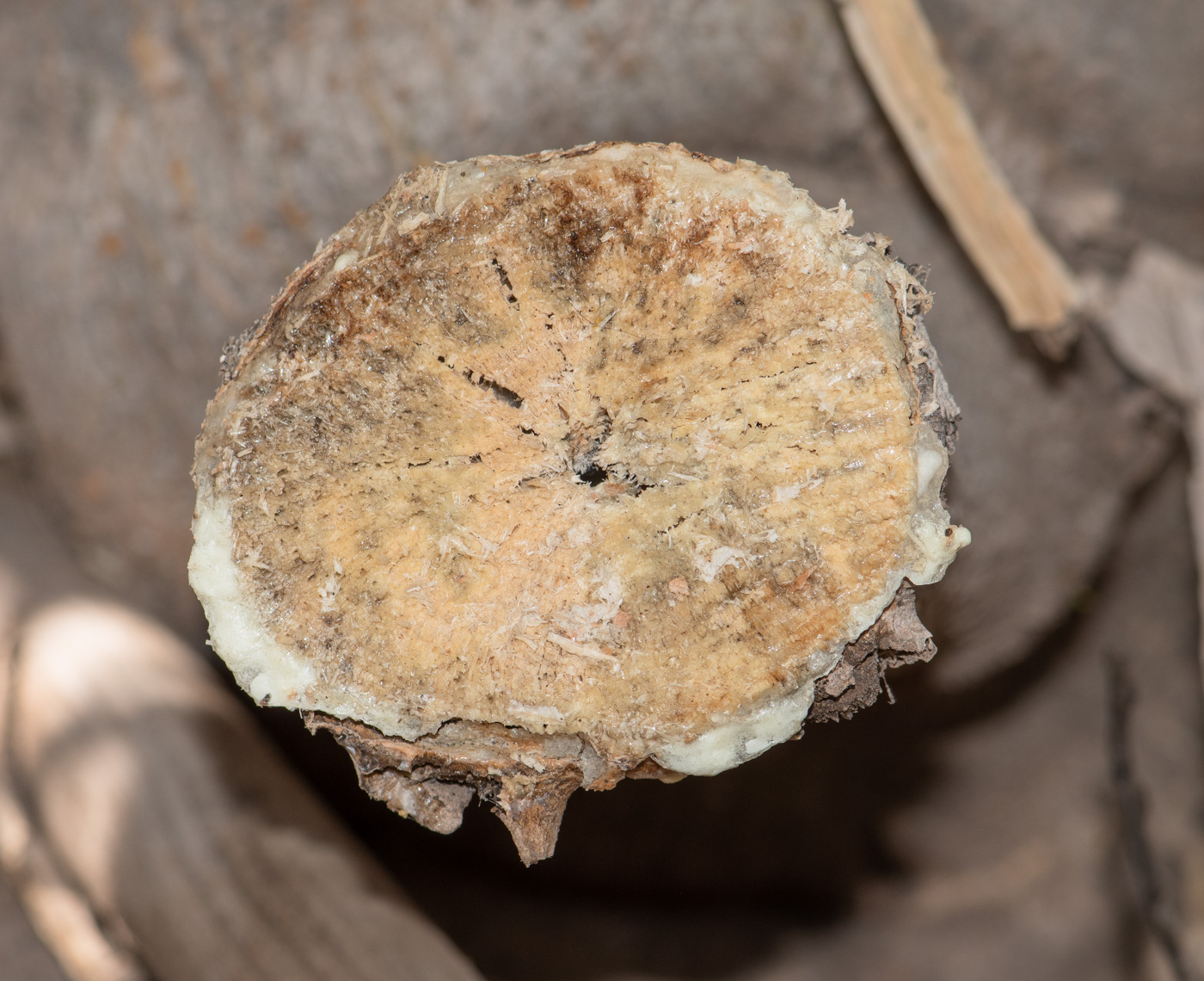 Image of Euphorbia balsamifera specimen.