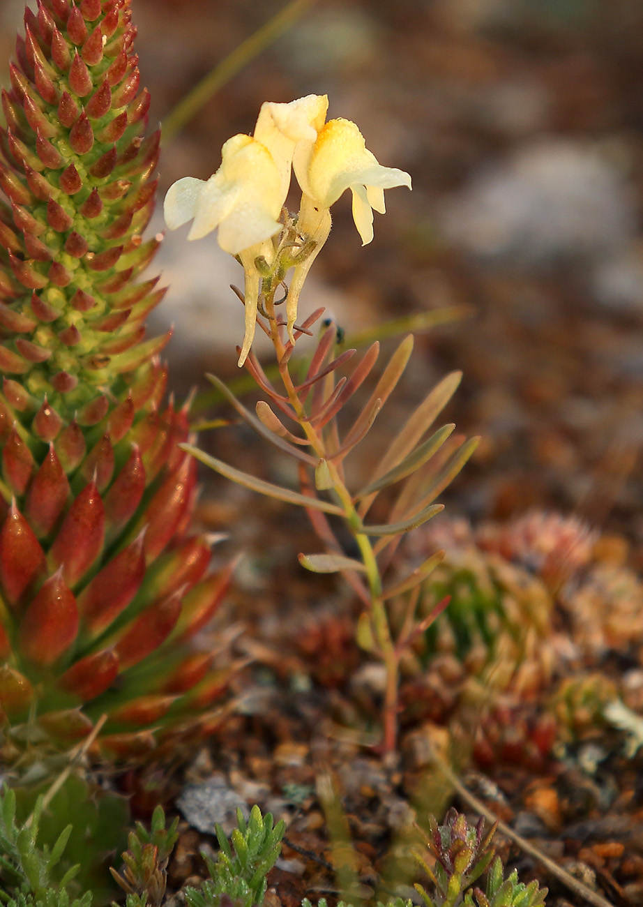 Изображение особи Linaria buriatica.