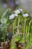 Androsace barbulata. Цветущие растения. Республика Адыгея, Майкопский р-н, окр. с. Новопрохладное (Сахрай), хр. Передовой, западный отрог горы Асбестная, 2120 н.у.м., скальные выходы. 23.05.2019.