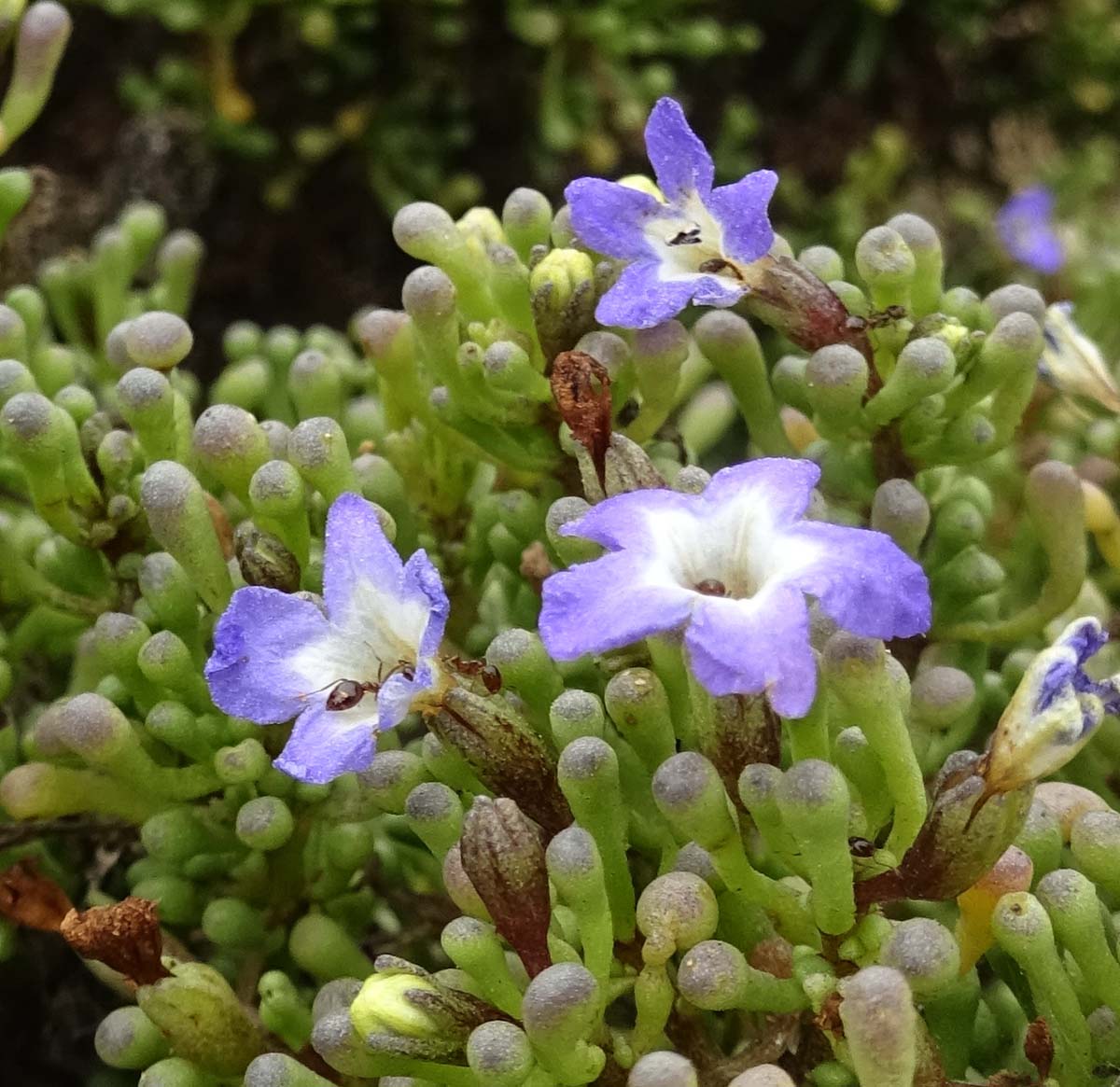 Image of Nolana ramosissima specimen.