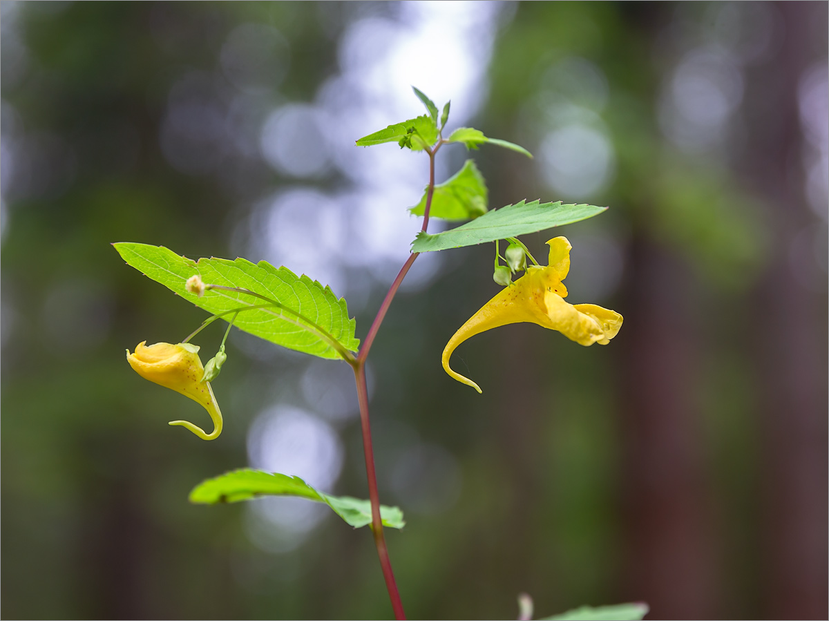 Изображение особи Impatiens noli-tangere.