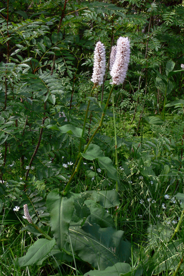 Image of Bistorta officinalis specimen.