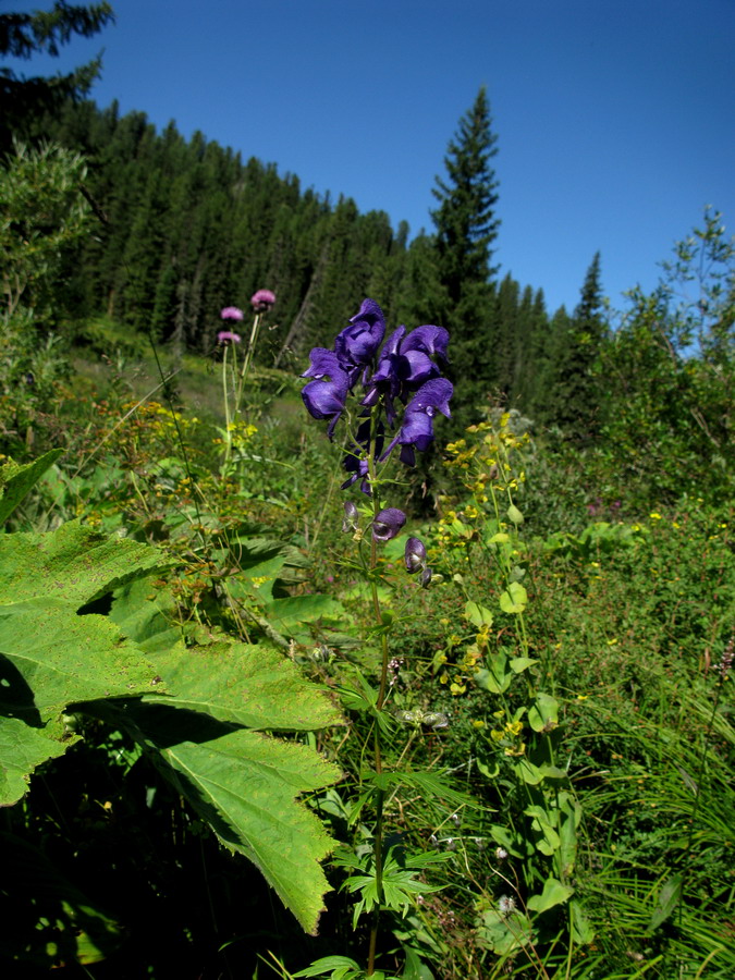 Image of Aconitum paskoi specimen.