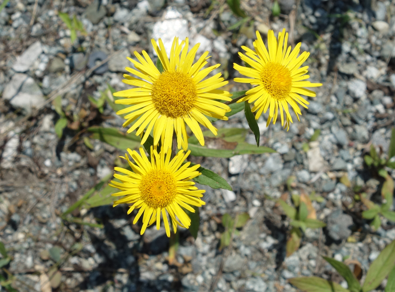 Изображение особи Inula japonica.