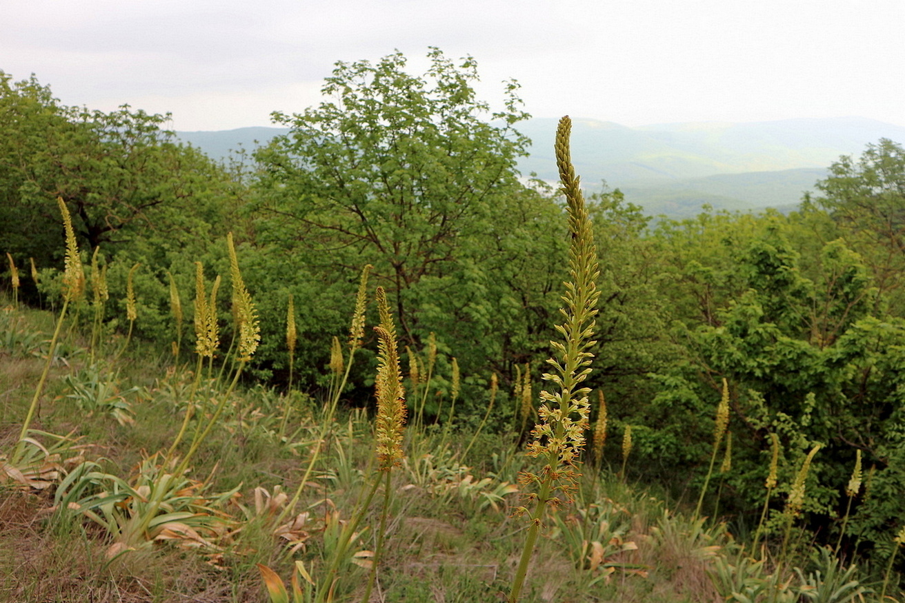 Image of Eremurus spectabilis specimen.