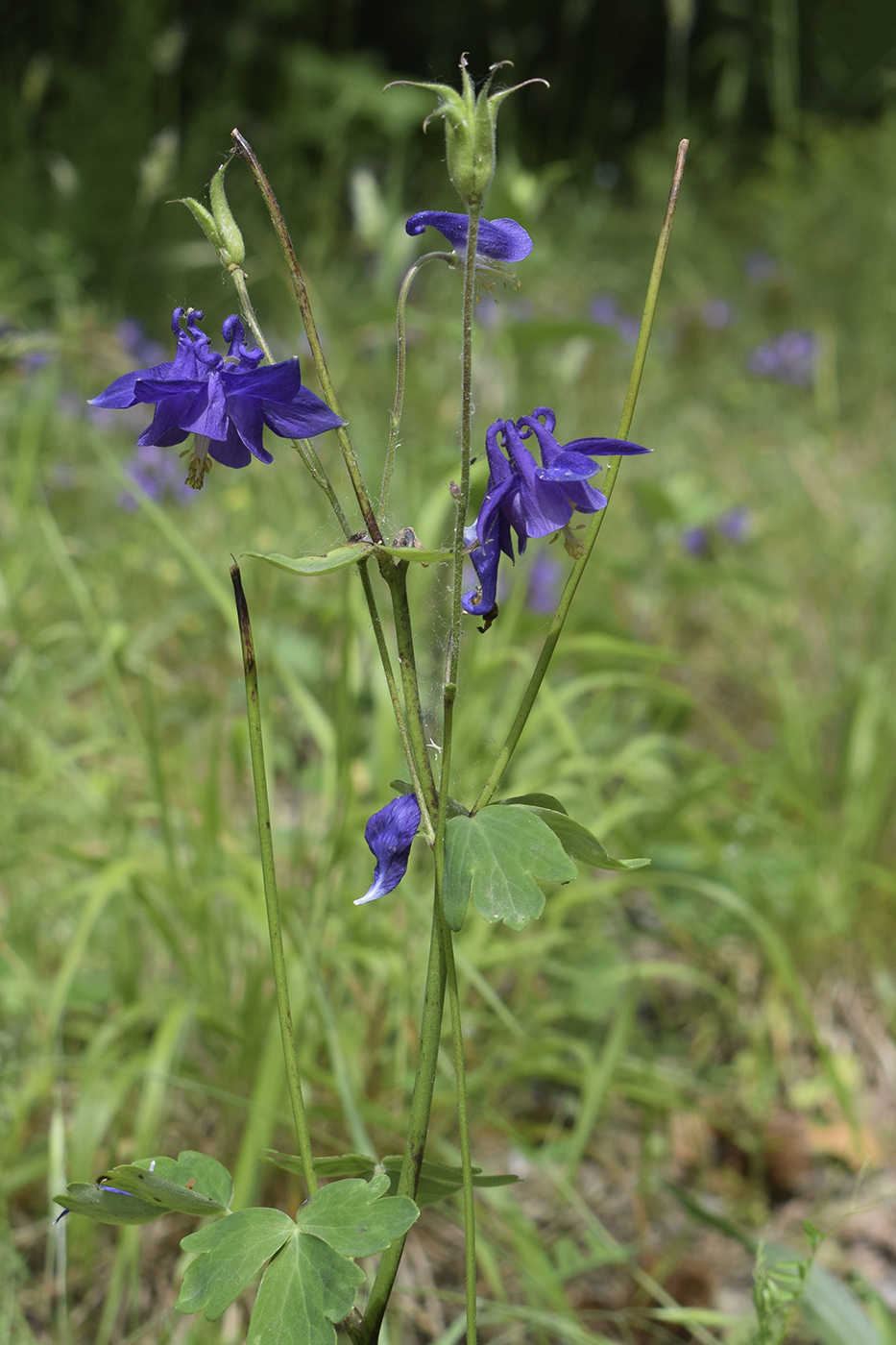 Image of Aquilegia vulgaris specimen.