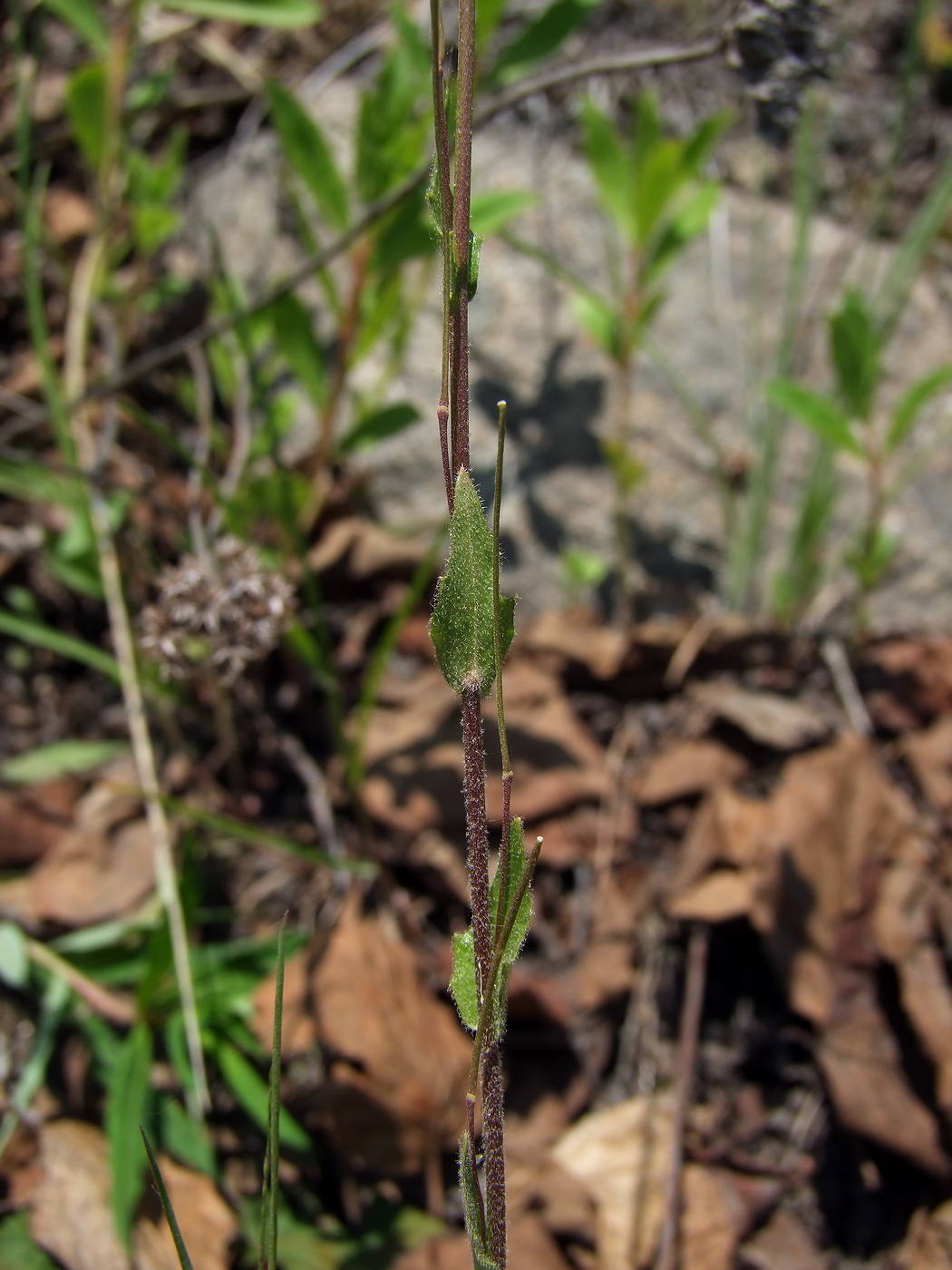 Изображение особи Arabis sagittata.