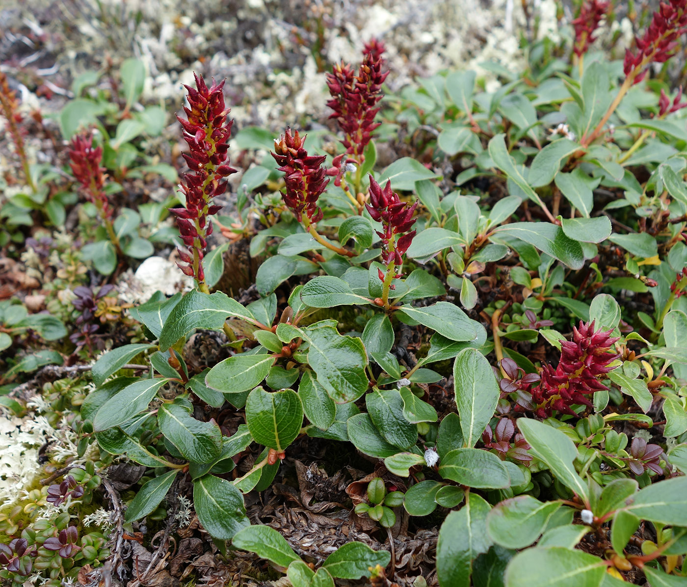 Image of Salix sphenophylla specimen.