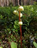 Pyrola chlorantha. Соцветие. Тверская обл., Весьегонский р-н, берег р. Реня, сосновый бор. 18 июня 2020 г.