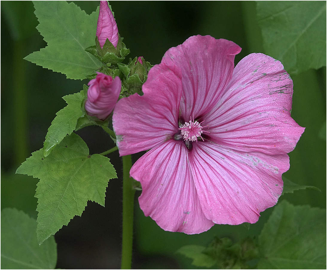 Image of Malva trimestris specimen.