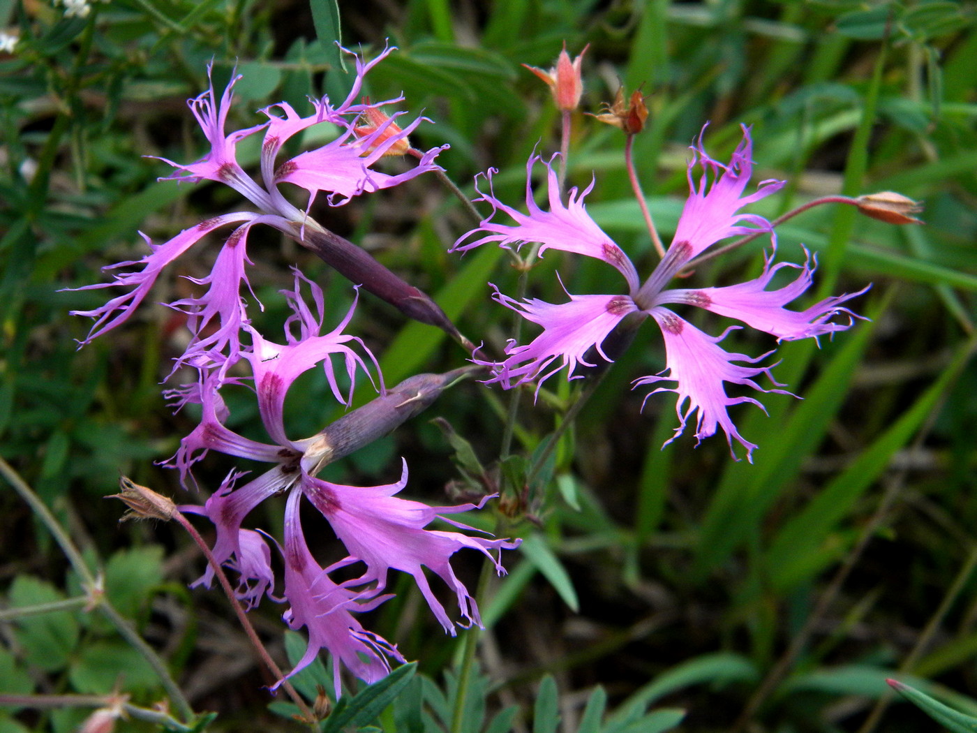 Изображение особи Dianthus superbus.