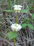 Lamium album