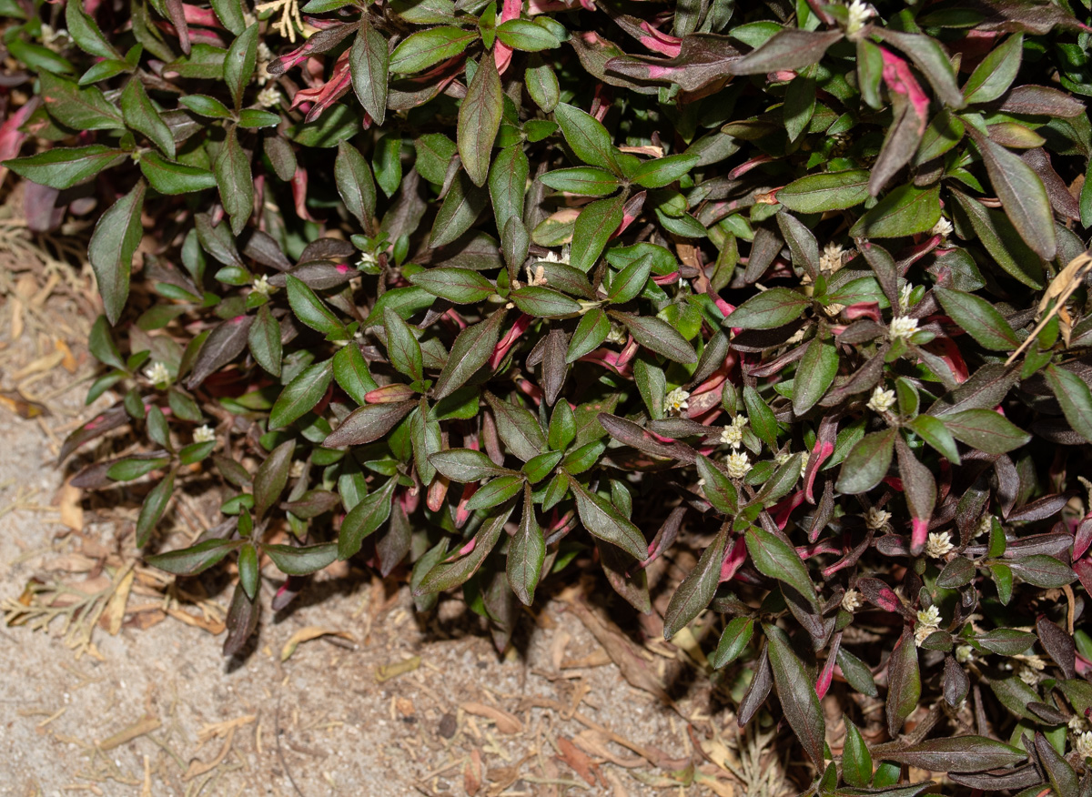 Изображение особи Alternanthera ficoidea.