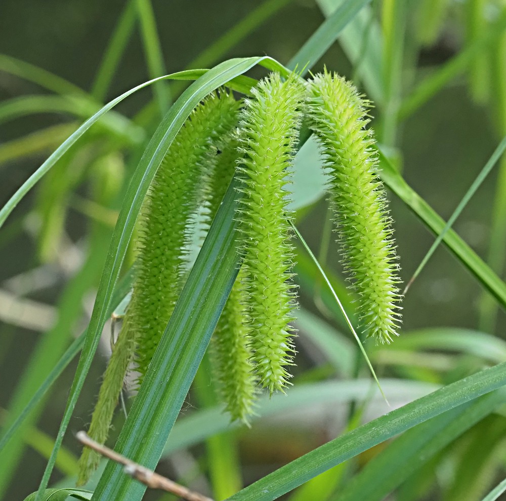 Image of Carex pseudocyperus specimen.