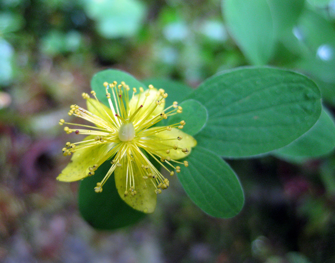 Image of Hypericum maculatum specimen.