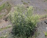 Astragalus galegiformis. Цветущее растение. Дагестан, Лакский р-н, окр. с. Шара, обнажение грунта на оползне. 22 июня 2021 г.