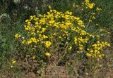 Senecio vernalis. Цветущие и плодоносящие растения. Крым, Ленинский р-н, с. Новоотрадное, заросли Elaeagnus angustifolia на краю песчаного пляжа. 10.05.2021.